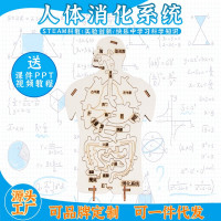 人体消化系统科教前沿益智拼装玩具儿童玩具