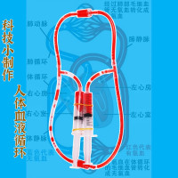 血液循环益智拼装玩具科学实验套装儿童玩具科技小制作