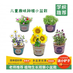 儿童种植小盆栽手工diy科学实验玩具幼儿种子发芽植物观察