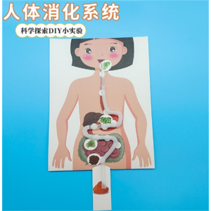 科技小制作幼儿园手工材料diy早教益智玩具 食物人体消化系统模型
