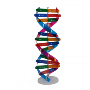 人体基因DNA双螺旋模型科技小制作手工diy生物科学实验科普教具