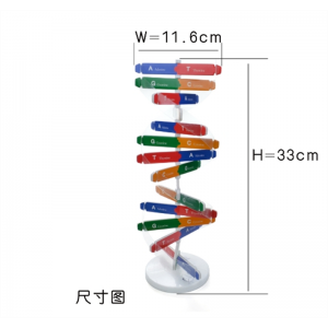 人体基因DNA双螺旋模型 科技小制作手工diy 生物科学实验科普教具