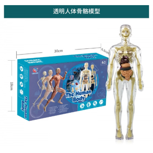 透明全身骨骼 儿童玩具认知科教益智器官组装骨骼骨架构造厂家批发人体模型