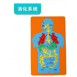 消化系统模型大号人体器官 儿童生物教育DIY小制作材料包益智玩具