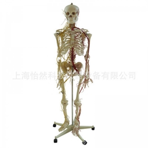 人体全身骨骼附主要动脉和神经分布模型