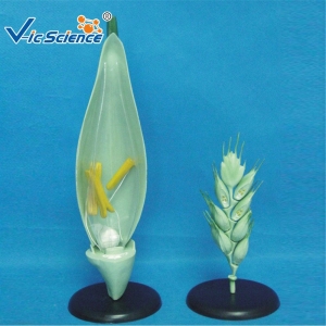 小麦花模型 初高中教学展示植物模型 结构放大模型典型花结构模型