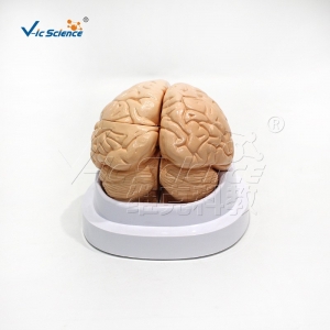 可拆卸脑解剖模型 自然大 教学生物模型