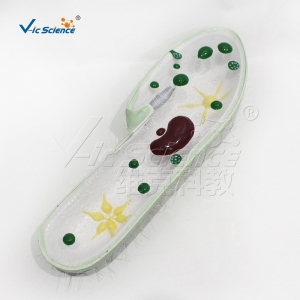 VIC 10219草履虫3部件 教学模型 初高中生物模型
