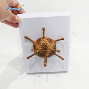 VIC0367腺病毒模型教学模型生物教具厂家直供
