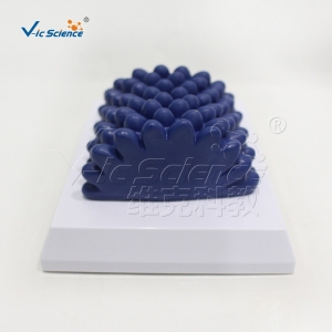 维克科教 VIC0365烟草花叶病毒模型