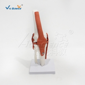 膝关节模型 骨科教学展示 人体功能性关节