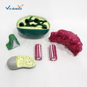 VIC3224细胞器结构模型初高中生物仪器