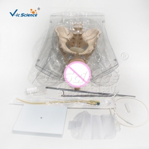 VIC408E透明男性导尿模型生殖教具模型