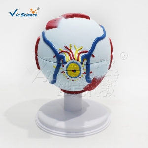 VIC-S031眼球6倍放大6部件人体仿真眼球模型