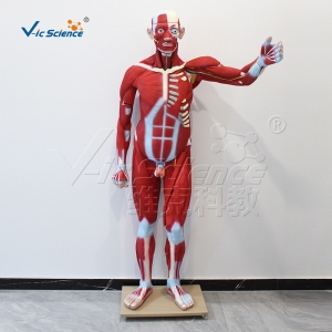 VICl102男性全身肌肉解剖模型176cm(29部件）