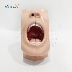 VIC0361口腔模型教学训练模型医学教学模型直销