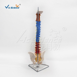 VIC-105C彩色自然大脊椎带盆骨模型 人体骨骼模型