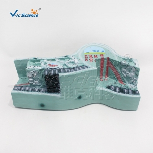 VIC-707叶构造模型 植物细胞结构器