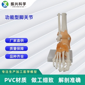 功能型关节合集 人体关节模型医用教学器材 教学演示用品
