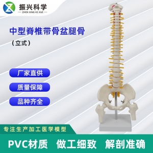 中型脊椎带骨盆腿骨模型（立式）人体脊椎教学模型厂家