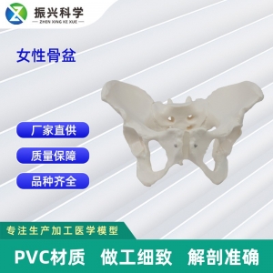 女性骨盆模型 盆腔器官骨骼解剖结构造教学 医用女性骨骼模型