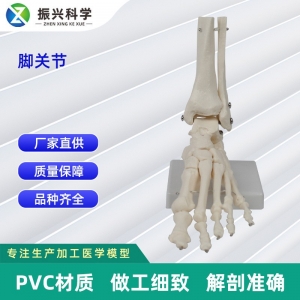 脚骨关节模型 医学训练人体器具医学教学器材