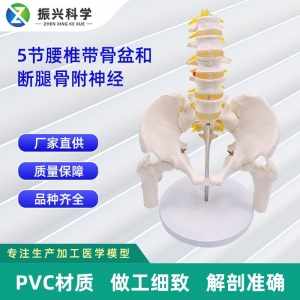 5节腰椎带骨盆和断腿骨附神经 24*20*30CM教学仪器