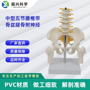 中型腰椎带骨盆腿骨附神经 人体腰椎模型医学教具
