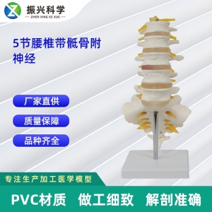 5节腰椎带骶骨附神经（Ⅰ） 骨科教学展示教具 厂家