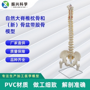 自然大脊椎枕骨和（新）骨盆带股骨模型 人体脊椎模型教学展示教具