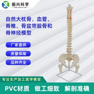 自然大枕骨、血管、脊椎、骨盆带股骨和脊神经模型展示教具