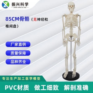 85CM人体骨骼模型不带神经和椎间盘医药医用人体模型教学