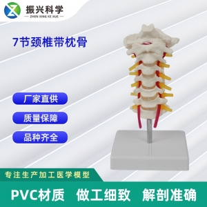 工厂直营人体颈椎模型 振兴7节颈椎带枕骨模型 医学模型