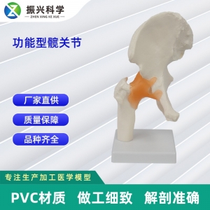功能型髋关节模型 医药教学器材人体医学用具模具演示模型