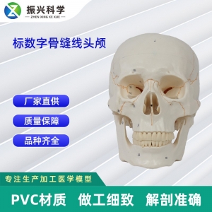 标数字骨缝线头颅 20*14.5*17.5CM 医学人体头骨模型