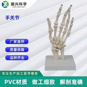 医用教学器材手骨关节模型 人体骨骼模型医疗教学讲解科室器材