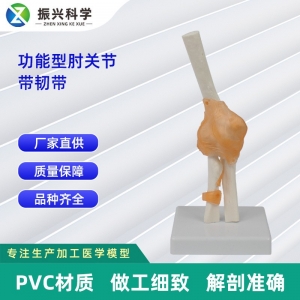 功能肘关节带韧带模型 人体骨头模型医学用骨骼教学模型