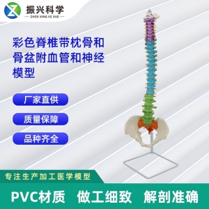 彩色脊椎带枕骨和骨盆附血管和神经模型 医学教科器材