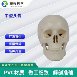 中型头骨 11.5*8.5*9CM 医学人体头骨模型骨科教学模具