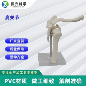 肩关节模型 医学训练人体器具医学教学器材医院教学模型