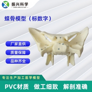 蝶骨模型（标数字） 教学.医学.解剖模型蝶骨模型厂家批发