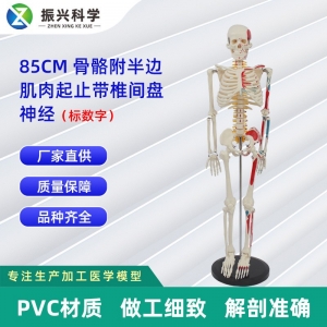 85CM附半边肌肉起止带椎间盘神经骨骼(数字标示）医药教学器材