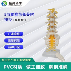 5节腰椎带骶骨可打开 模型（Ⅱ） 人体教学讲解模型