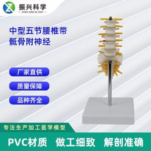 人体骨骼模型 5节中型腰椎带骶骨模型 医药教学器材