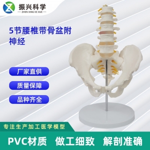 5节腰椎带骨盆附神经 仿真人体腰椎 医学展示模型