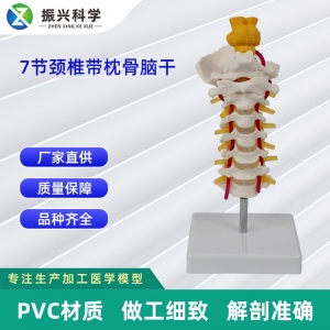 7节颈椎带枕骨脑干模型 仿真人体颈椎教学器材 医学展示模型定制