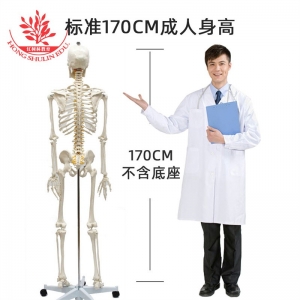 1:1塑料仿真人体骨骼模型带脊神经颈动脉170cm大骨架医药教学器材