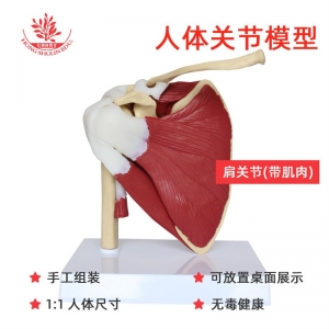 人体六大关节模型功能型骨科医患交流医用附肌肉版关节标本肩关节