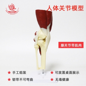 膝关节模型功能型骨科医患交流医用附肌肉版关节