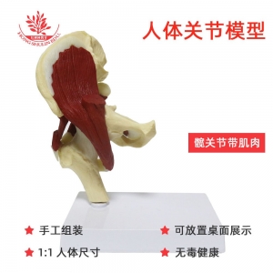 髋关节关节模型功能型骨科医患交流医用附肌肉版关节标本肩关节